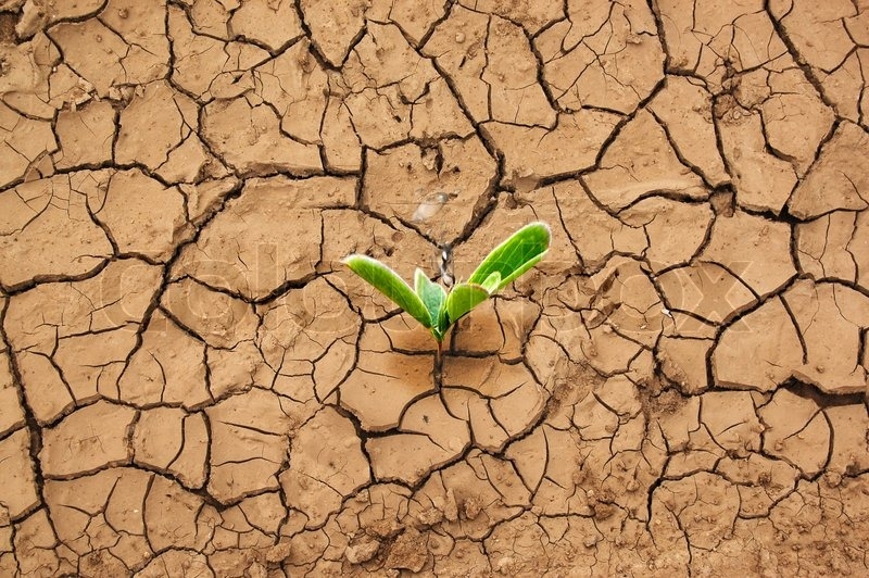 Green sprout in parched earth